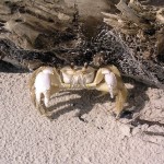 Atlantic crab