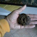 Ball python